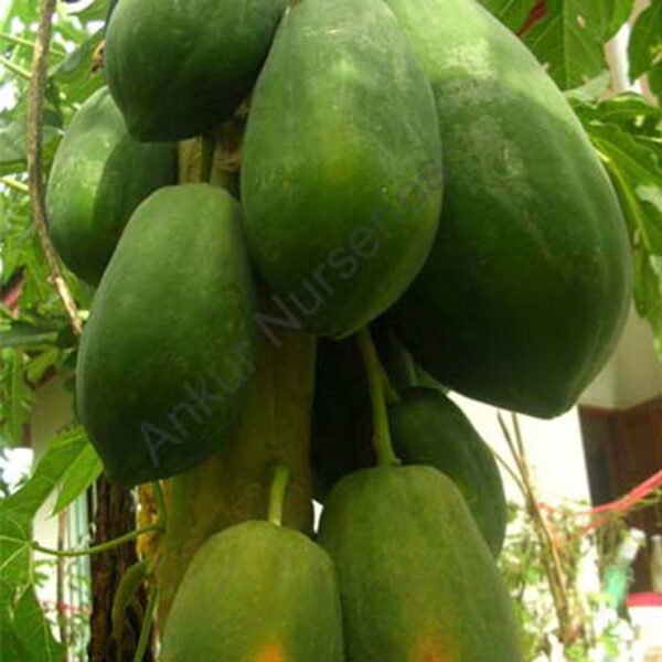 papaya-seeds-ankur-nursery