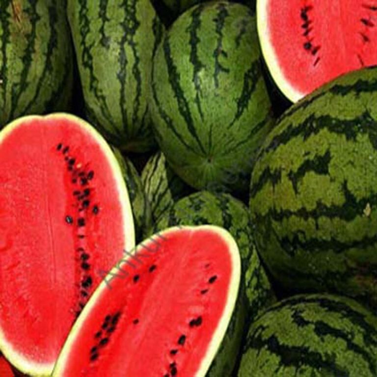 watermelon-seeds-ankur-nursery